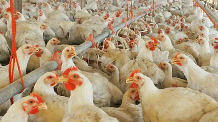 Suspensión de Importaciones Avícolas desde Argentina: Medidas del SAG ante el Brote de Influenza Aviar