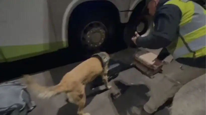 Operativo de Seguridad en Antofagasta: Detención de Pasajero con Drogas en Fiestas Patrias