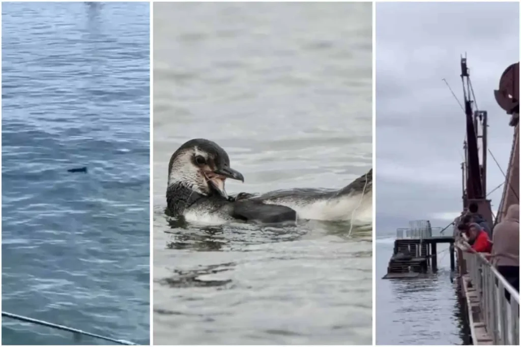 Un Año de Protección: La Prohibición de Pesca en el Muelle Histórico de Antofagasta