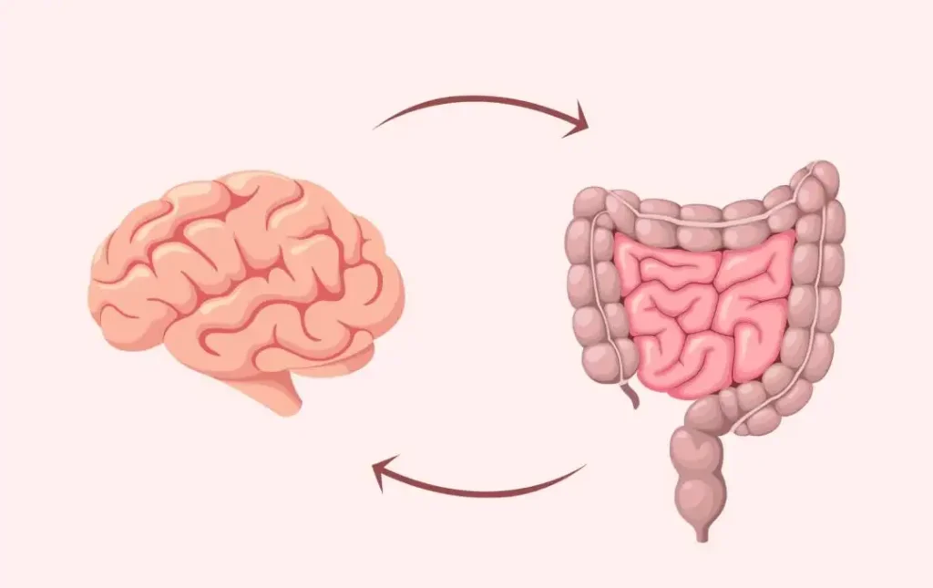 La Conexión Vital entre el Intestino y el Cerebro: Impacto en la Salud Integral