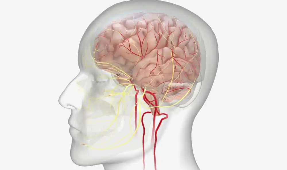 La Higiene Bucal y su Impacto en la Salud Cerebral: Un Vínculo Sorprendente