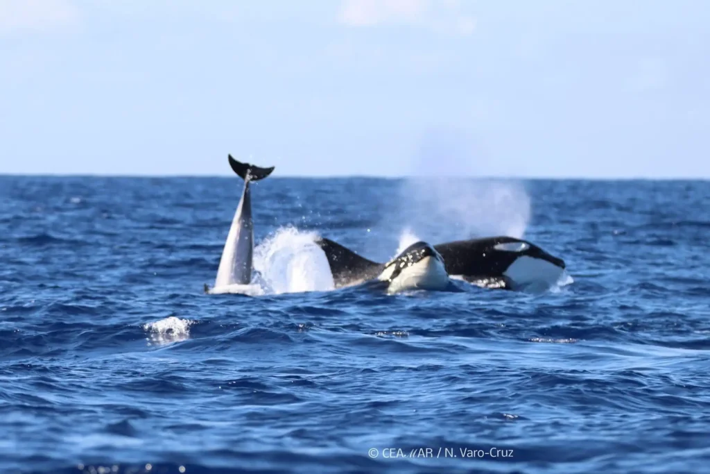 Encuentro Inesperado: Pescadores y Orcas en Bahía Mansa