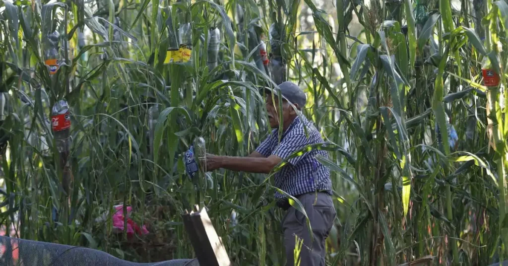 Propuestas del Gobierno para Apoyar a los Agricultores Mexicanos en Tiempos de Crisis