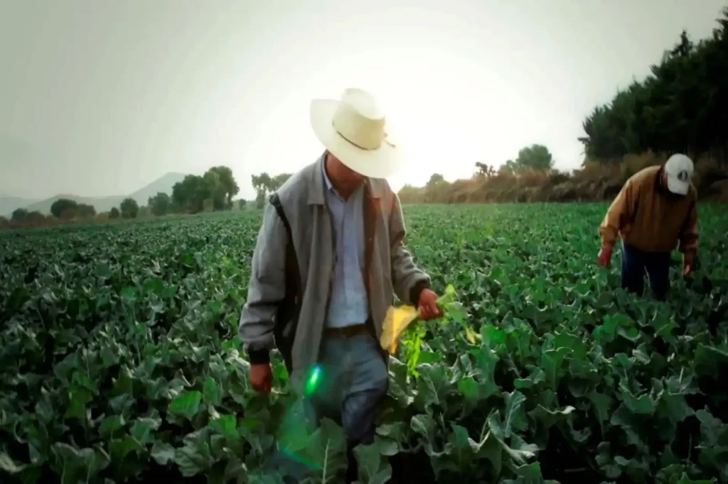La Crisis Agrícola en México: Campesinos Exigen Presupuesto Adecuado para 2026