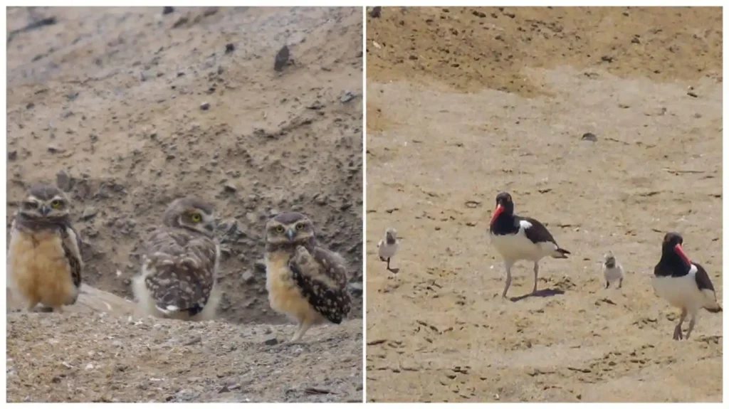 El Renacer de la Fauna en Antofagasta: Polluelos de Pequén en el Humedal Urbano