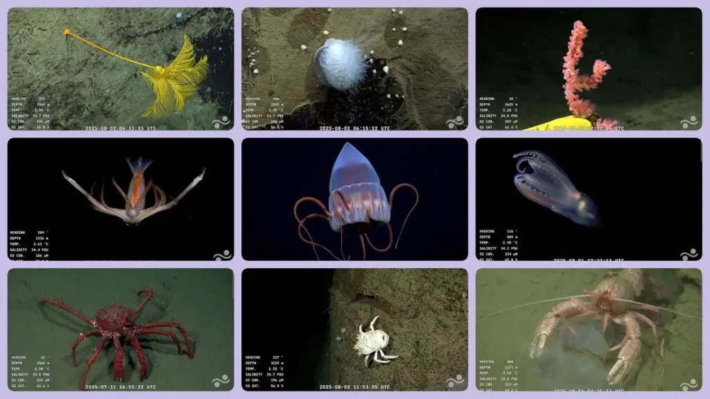 Exploración Submarina en Argentina: Un Viaje a las Profundidades del Atlántico