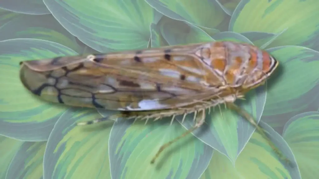 La Nueva Plaga de Osbornellus salsus y su Impacto en la Agricultura Mexicana