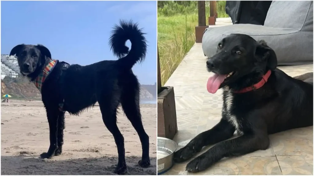 La Búsqueda de Antu: Un Llamado a la Solidaridad en Maitencillo
