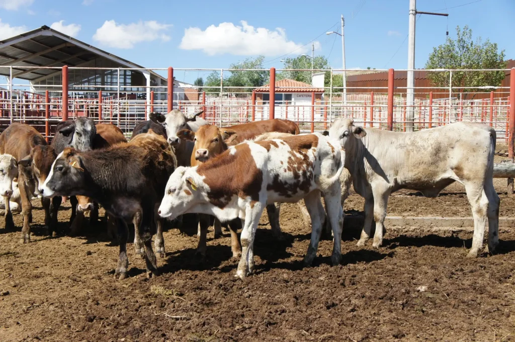 Desafíos y Proyecciones en la Exportación de Ganado Mexicano a Estados Unidos