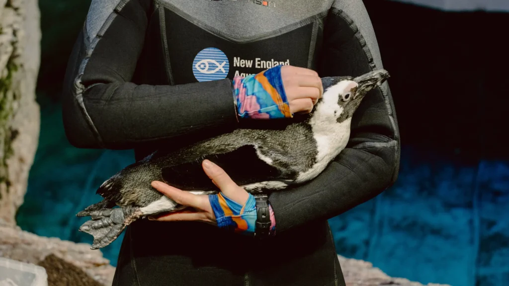 Un Refugio para la Tercera Edad: La Innovadora Isla Geriátrica para Pingüinos en Boston