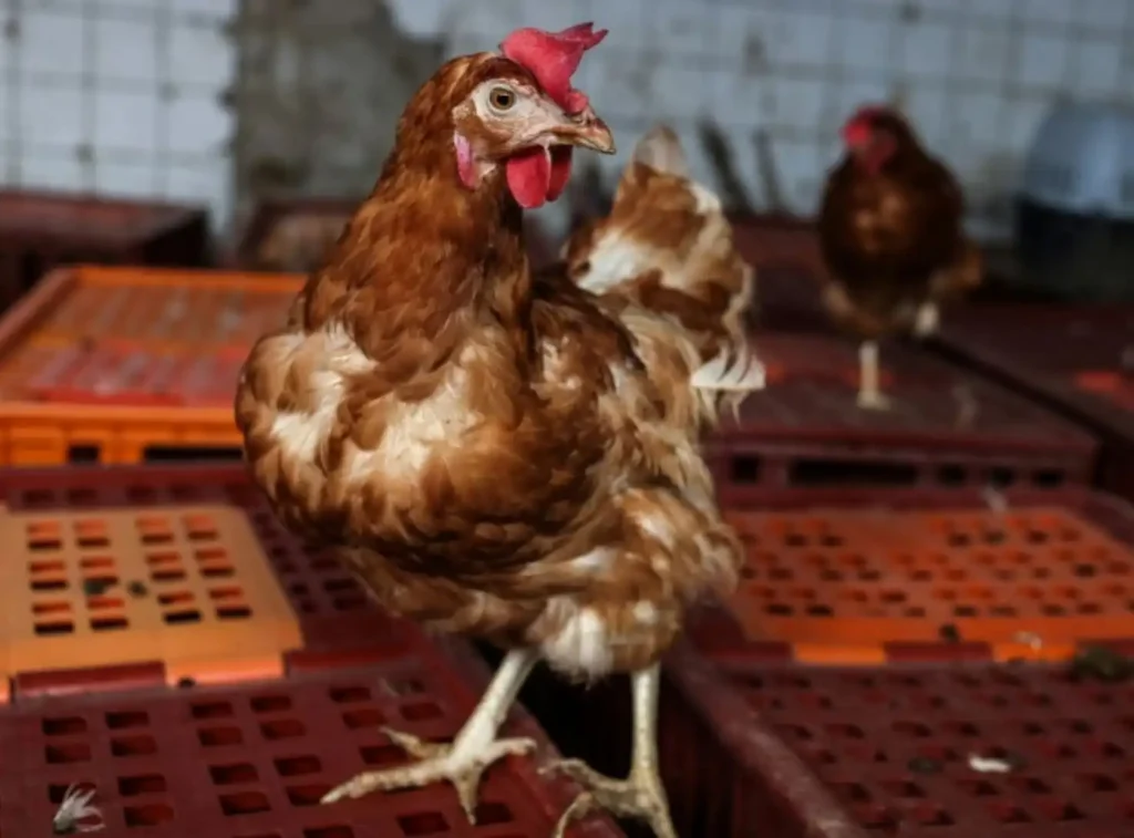 La Gripe Aviar en Europa: Un Desafío Creciente para la Avicultura