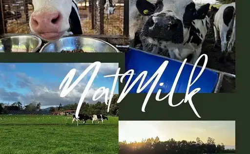 La Controversia de las Marcas: NotCo y NatMilk en el Centro del Debate