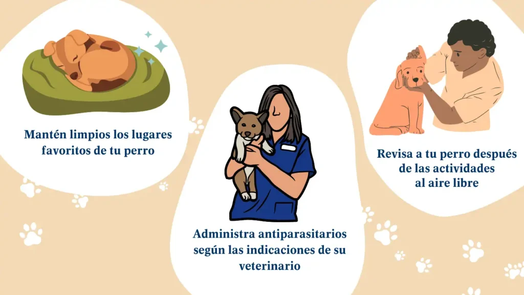 Parásitos en Mascotas: Riesgos y Prevención para la Salud Humana