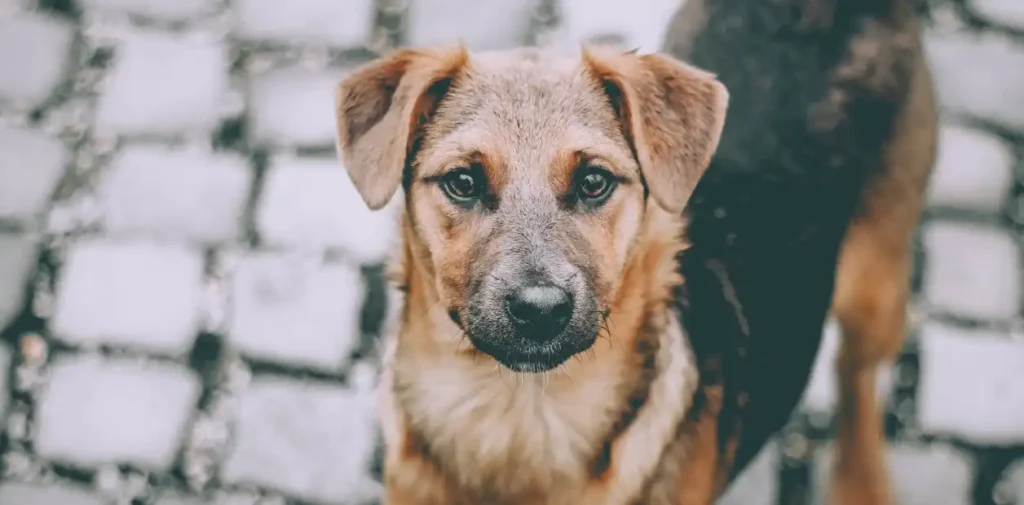 El Impacto Emocional de Acariciar Perros Callejeros