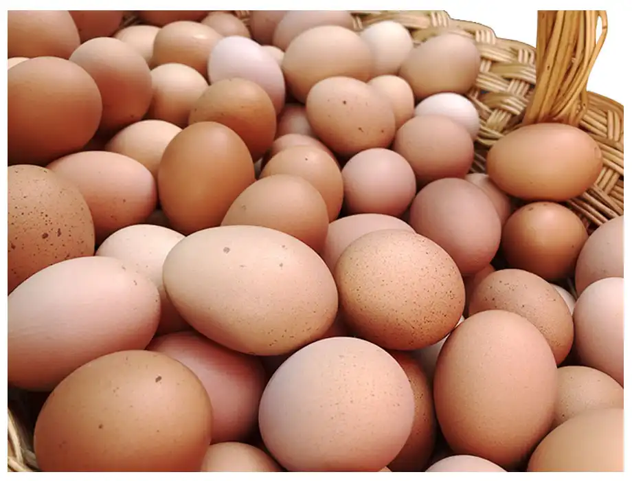 La Revolución del Huevo: Un Cambio en la Producción y Consumo en México