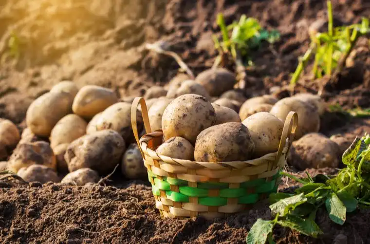 Las Papas: Un Alimento Nutritivo y Versátil que Merece Reconocimiento