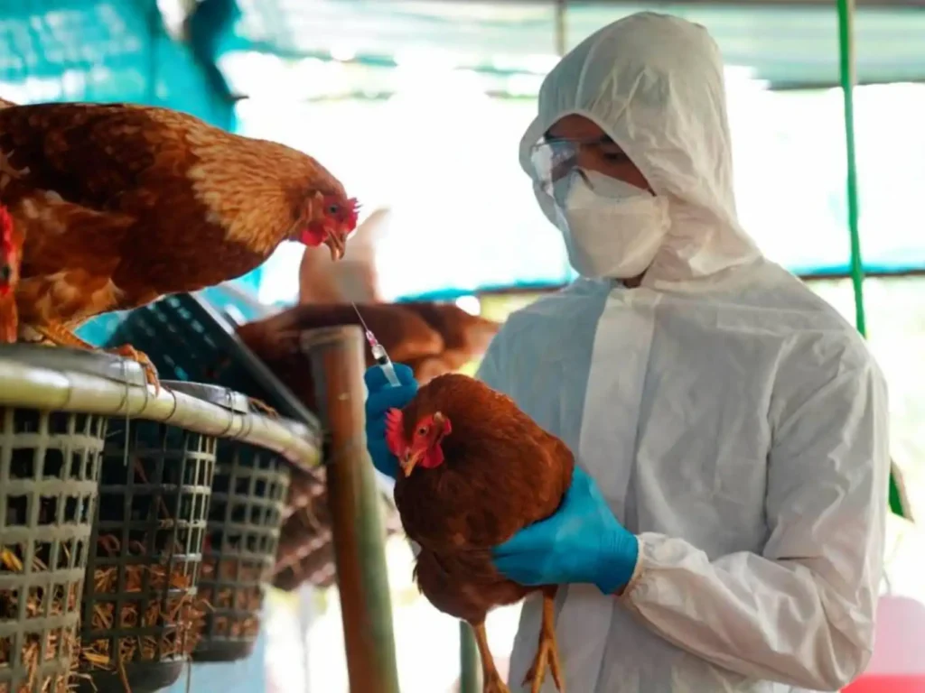 Primer Caso Humano de Gripe Aviar H5N5 en Estados Unidos: Lo Que Debes Saber