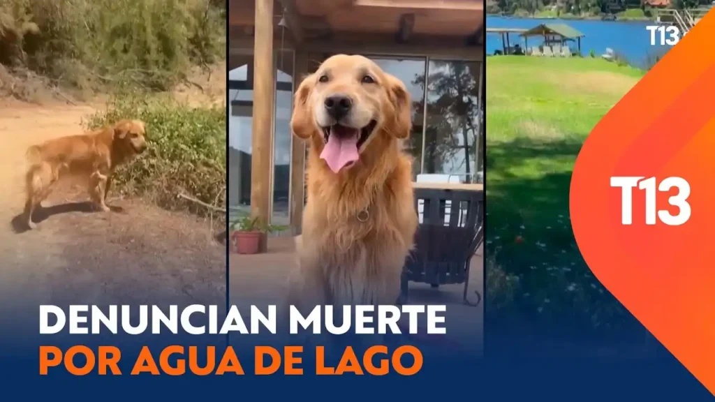 Contaminación en Lago Vichuquén: La Tragedia de las Mascotas y la Inacción de las Autoridades