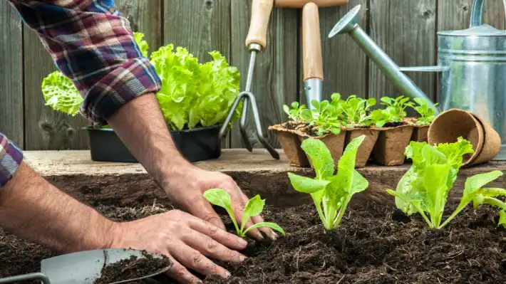 Iniciativa para Cultivar Huertos Sustentables en Casa