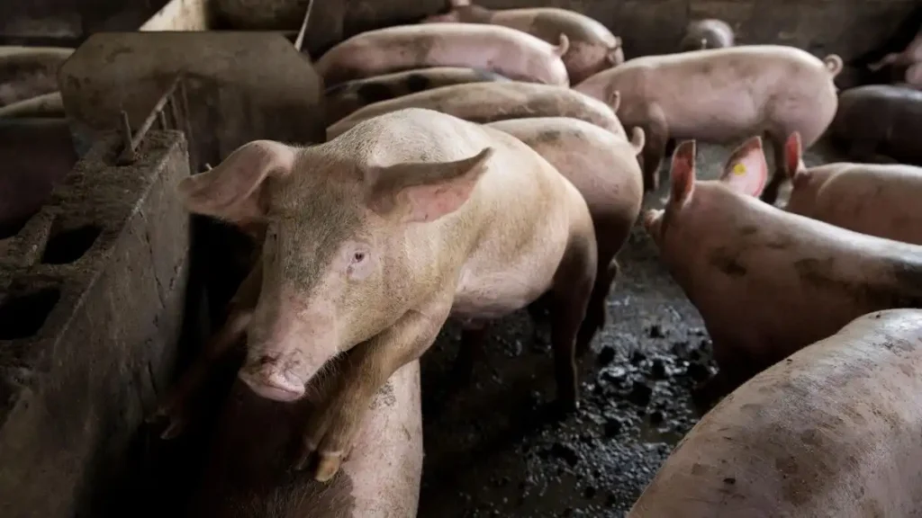 España y la Peste Porcina Africana: Desafíos y Respuestas