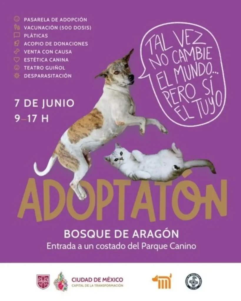 Mascotatón 2025: Un Encuentro de Solidaridad y Talento Canino