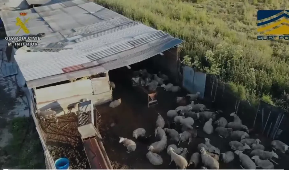 Operativo en Calama: Clausuran Matadero Ilegal y Revelan Irregularidades Laborales
