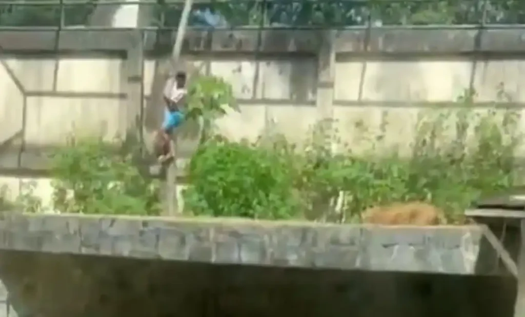 Tragedia en el Zoológico: Hombre Muere Tras Ingresar a Jaula de Leona en Brasil