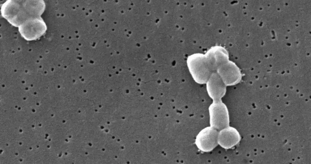 El reloj biológico de Acinetobacter baumannii: Un hallazgo que transforma la microbiología