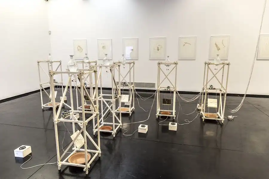 El Viaje Sonoro de Playroots: Un Chileno en la Escena Electrónica Internacional