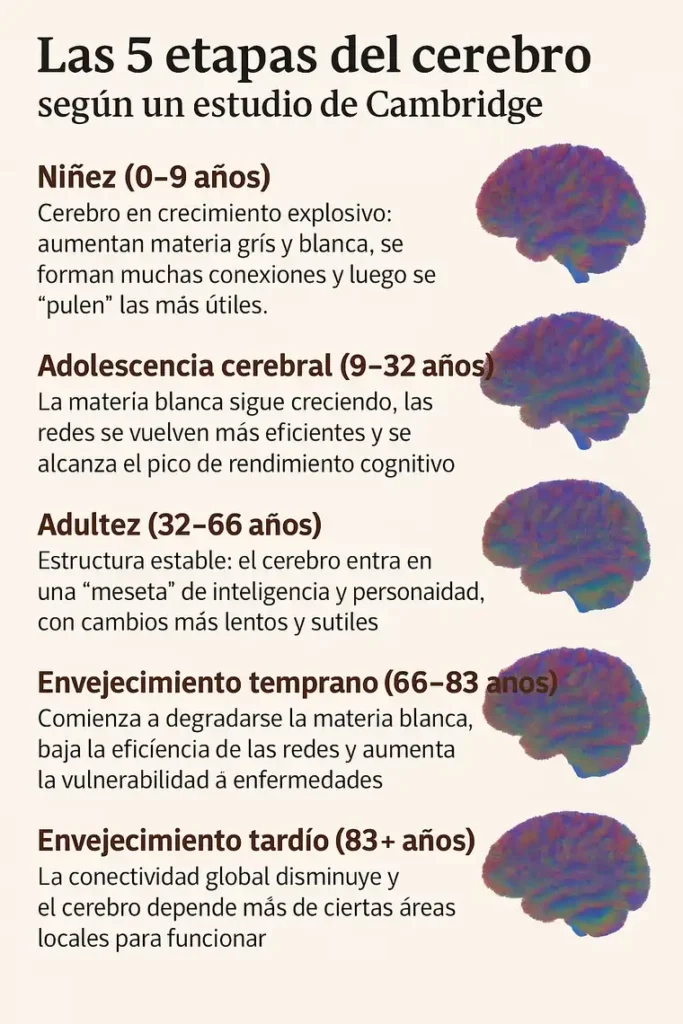 Las Etapas del Desarrollo Cerebral: Un Viaje desde la Infancia hasta la Vejez