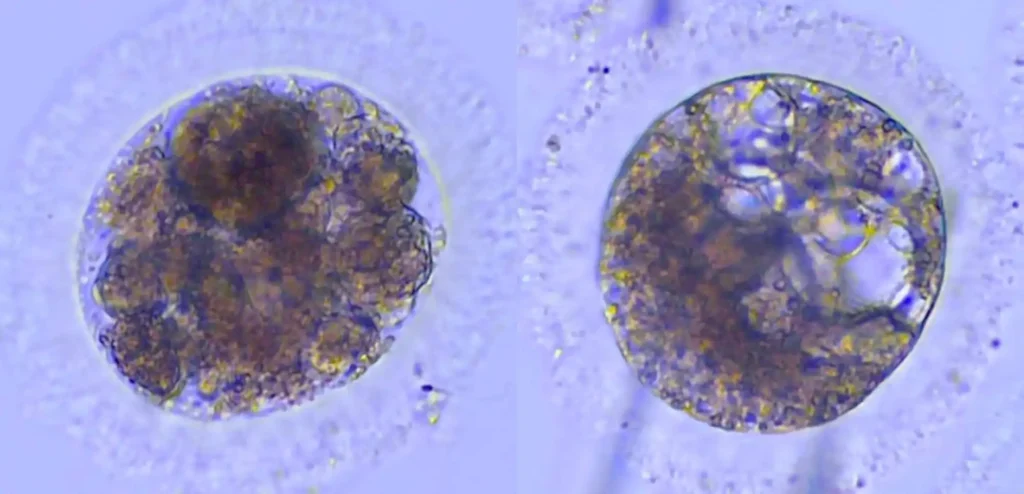 Innovaciones en la Conservación del Lince Ibérico: Embriones en Laboratorio