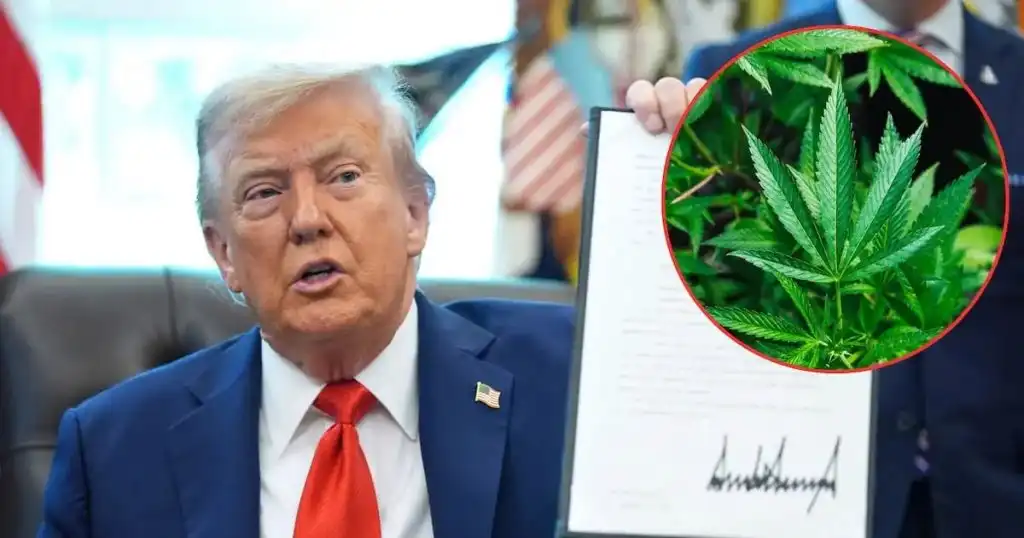 Reclasificación de la Marihuana: Un Cambio Significativo en la Política de Drogas de EE.UU.