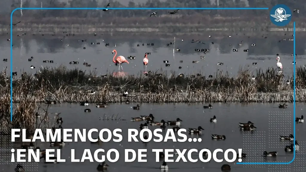 El Regreso de los Flamencos Rosados al Lago de Texcoco: Un Fenómeno Natural