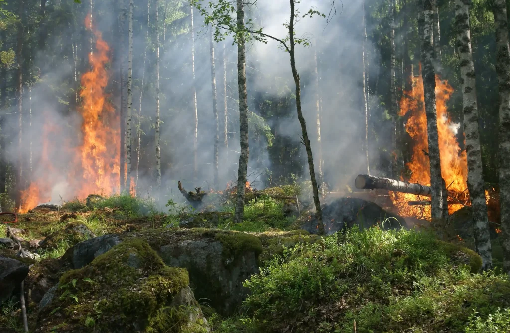 Desafíos y Oportunidades en la Actualidad: Incendios, Altas Temperaturas y Más