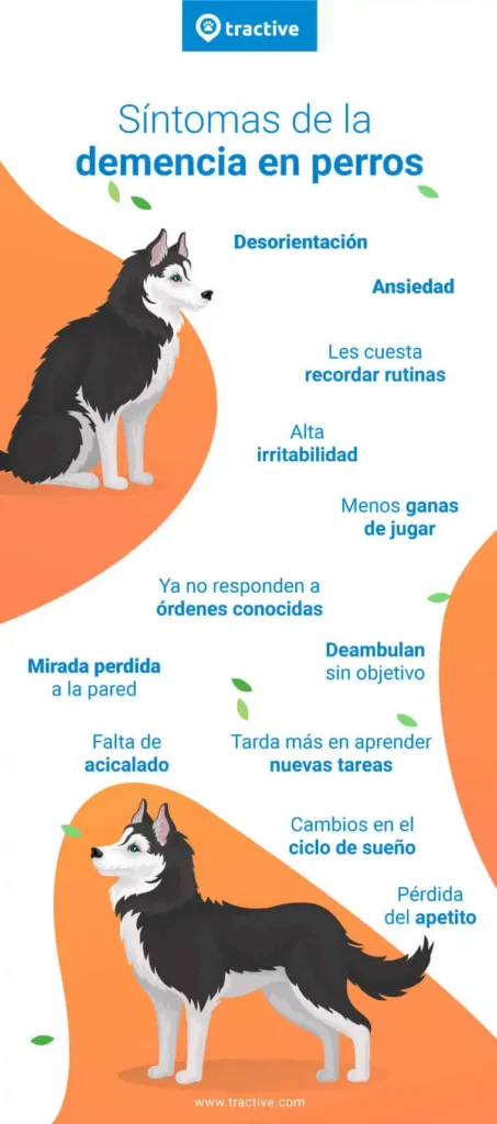 Reconociendo la Demencia Canina: Signos y Estrategias para el Cuidado de tu Perro