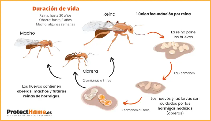 Hormigas en el hogar: Causas y soluciones efectivas