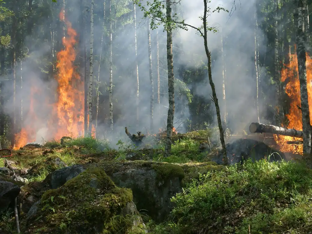 Incendios Forestales y Olas de Calor: Desafíos Climáticos en Chile