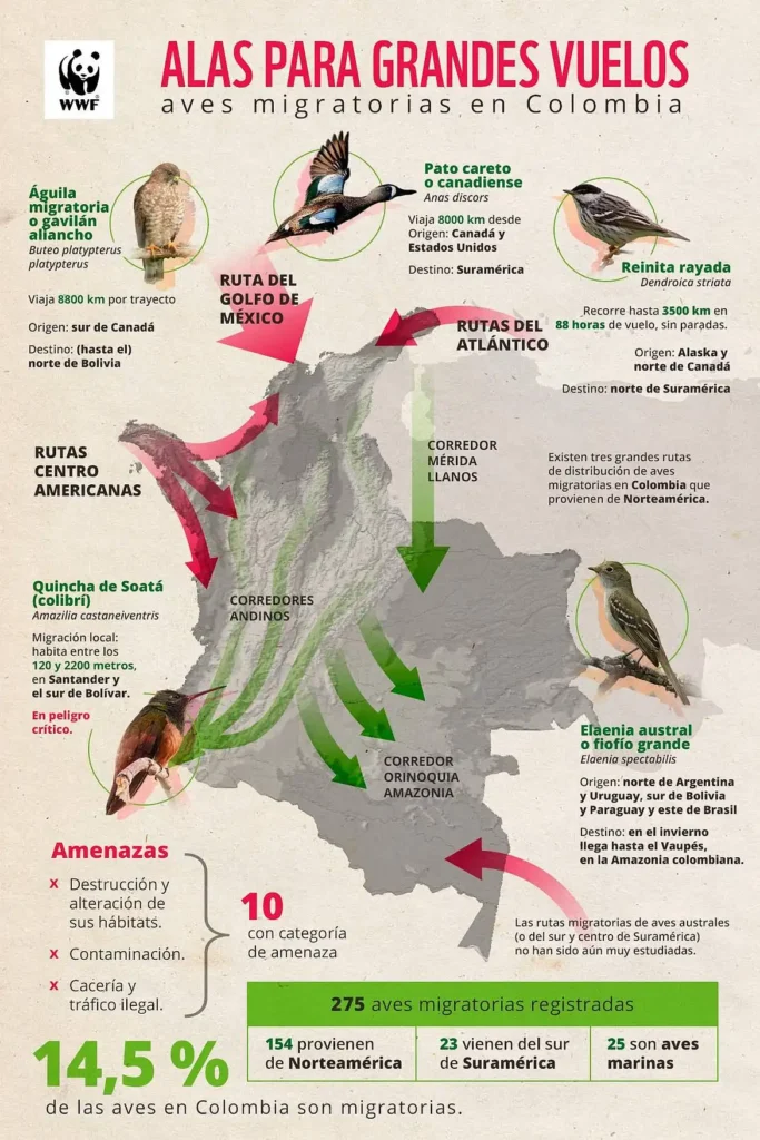 La Amenaza a las Aves Migratorias: La Deforestación en América Central