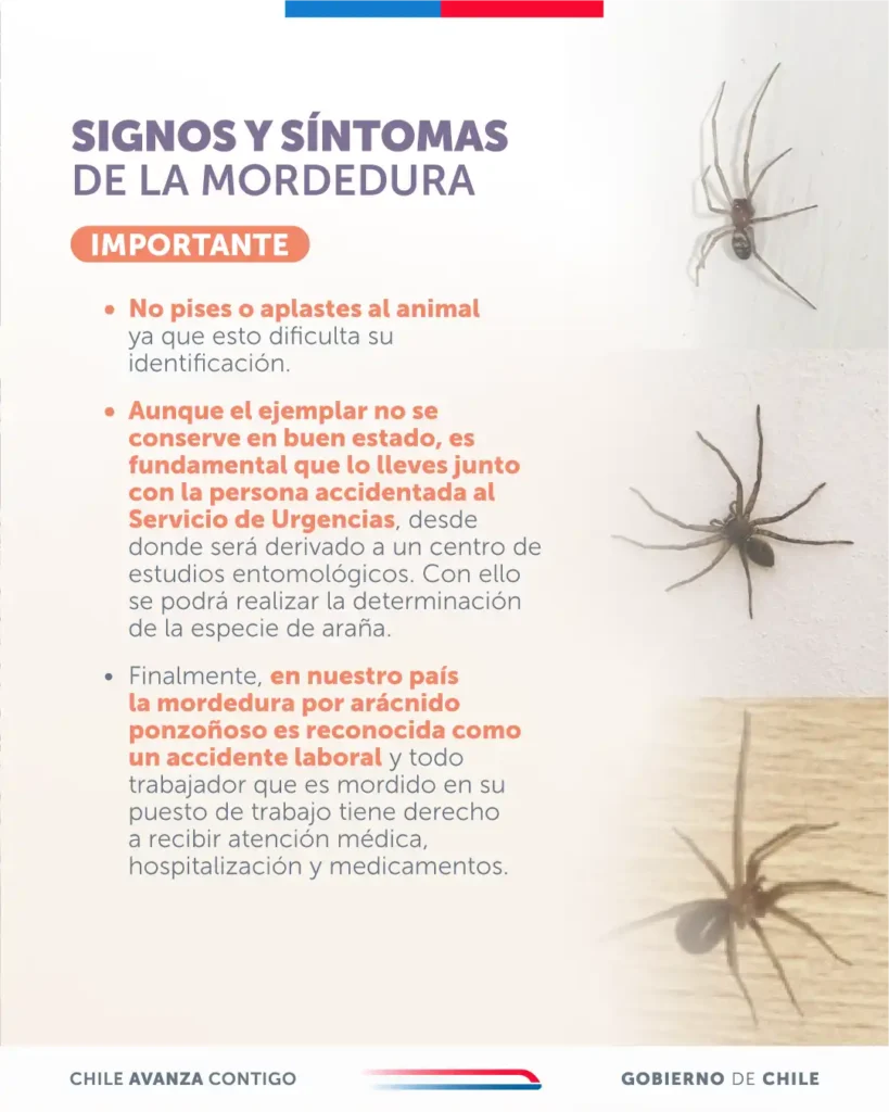 Identificación y Prevención de la Araña de Rincón en Verano