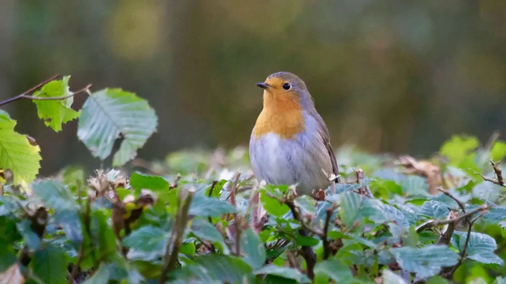 La Protección de la Fauna en Chile: Retos y Soluciones