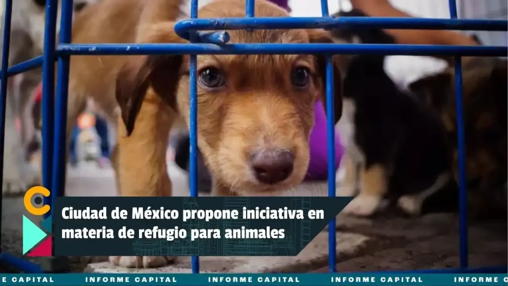 Iniciativas para Regular Refugios de Animales en la CDMX: Un Llamado a la Acción