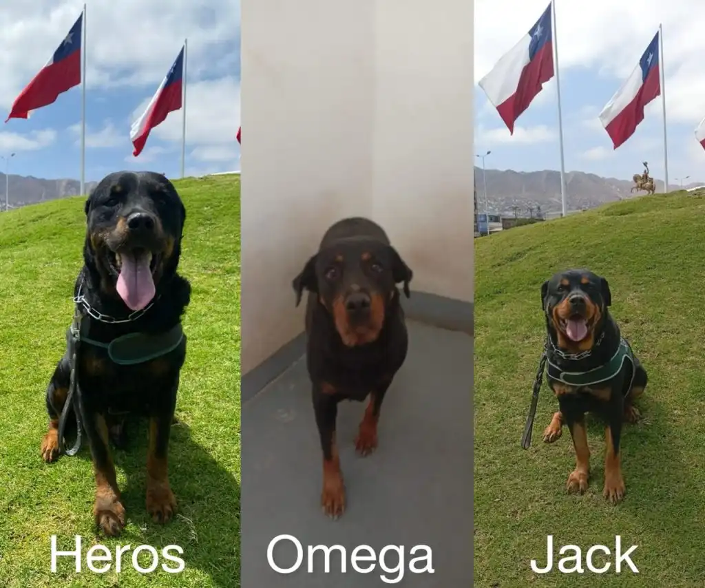 Gendarmería Antofagasta Busca Nuevos Hogares para Tres Rottweilers Jubilados