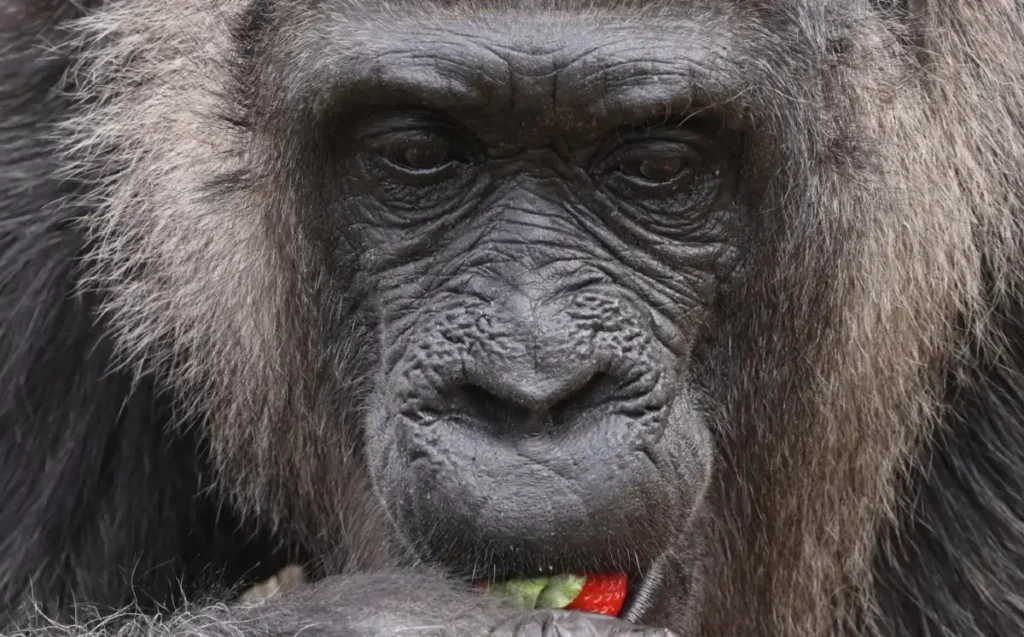 Fatou la gorila más vieja del mundo cumple 69 años en el zoológico de Berlín