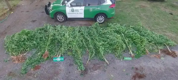 Decomiso de marihuana en Taxco: 49 kg y 6 motocicletas incautadas en operativo conjunto