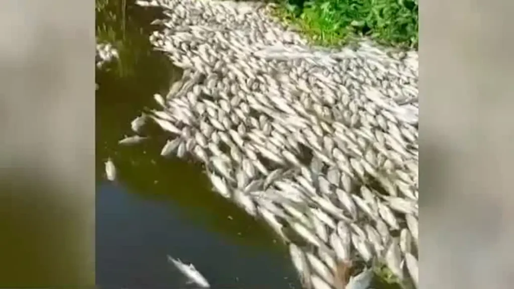 Mortandad de peces en Estero del Camalote: ¿qué causa la muerte masiva en el río Pánuco?