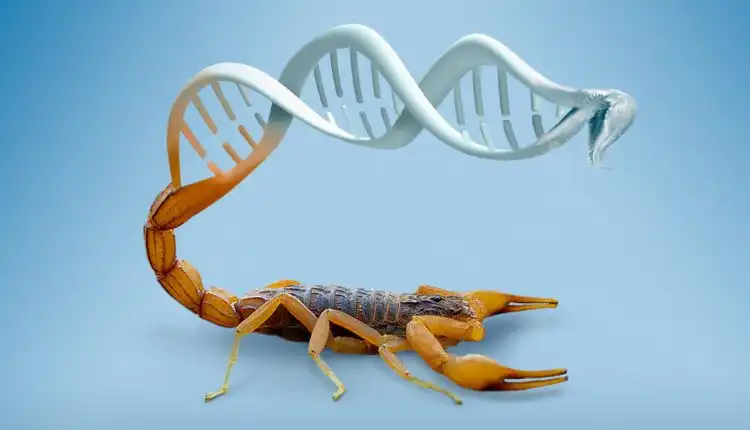 Antibióticos de la UNAM con veneno de alacrán y chile habanero: ¿qué enfermedades tratan?