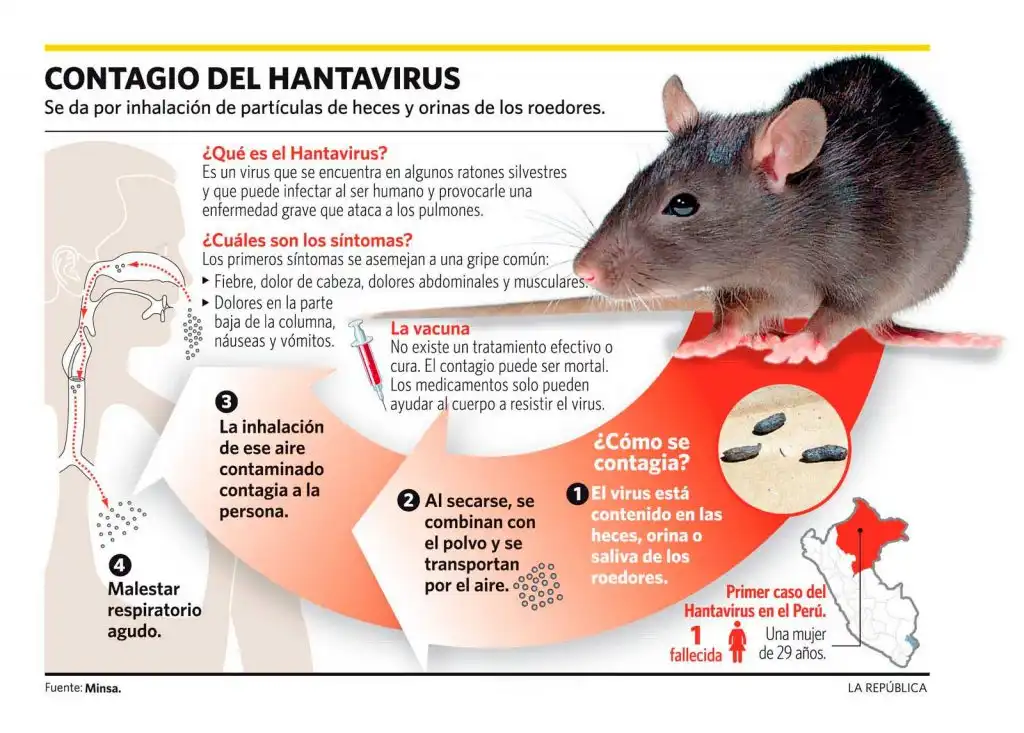 ¿El hantavirus se contagia de persona a persona? Casos en crucero MV Hondius generan alerta global