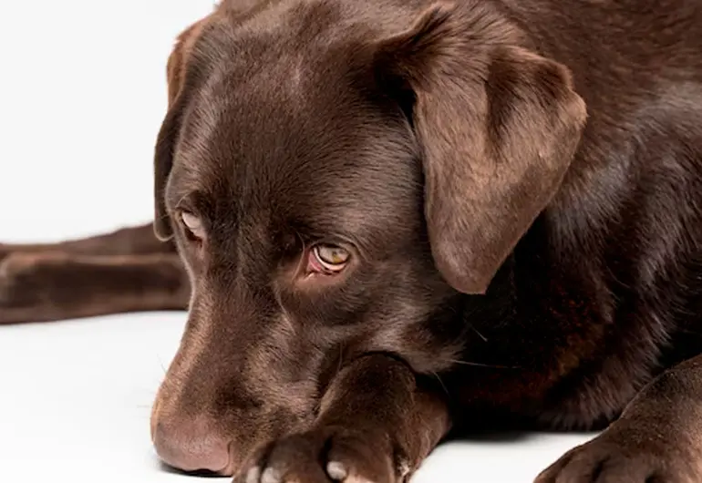 Gusano barrenador CDMX: caso detectado en perro y alerta en zonas de vigilancia epidemiológica