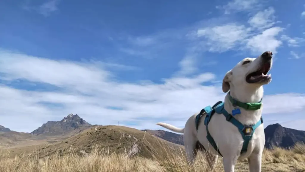 ¿Qué es el SEO técnico y por qué impacta directamente en el posicionamiento web?