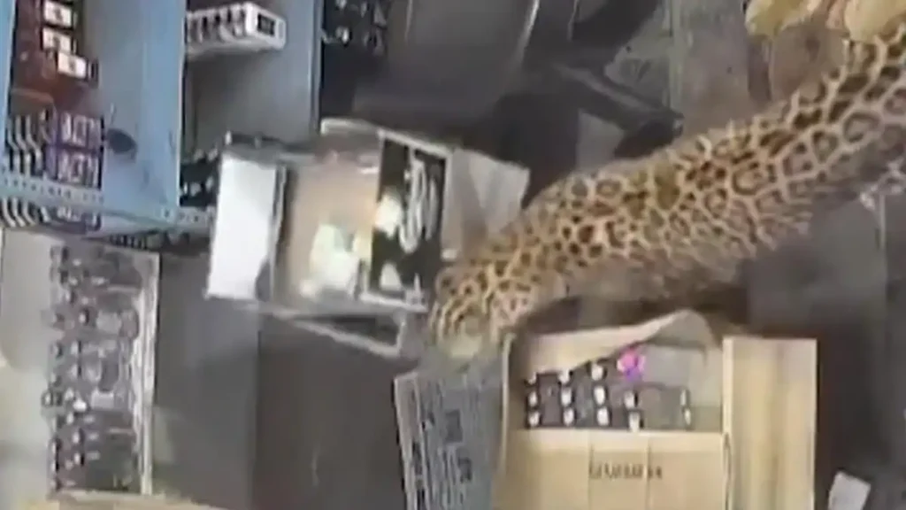Ataque de leopardo en Todaraisingh: ¿qué revela el incidente sobre la convivencia humano-felino en la India?